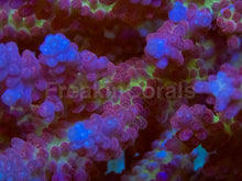 Load image into Gallery viewer, Tri-Fusion Fiji Acropora