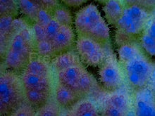 Load image into Gallery viewer, Super Spectrum Fiji Acropora