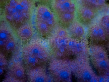 Load image into Gallery viewer, Super Spectrum Fiji Acropora