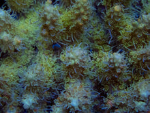 Load image into Gallery viewer, Golden Flow Tenuis Acropora