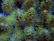 Load image into Gallery viewer, Golden Flow Tenuis Acropora