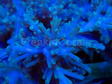 Load image into Gallery viewer, Icefire Echinata Acropora