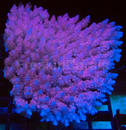 Fiji Pink Hyacinthus Acropora