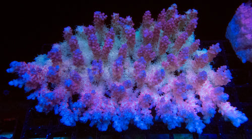 Super Spectrum Fiji Acropora