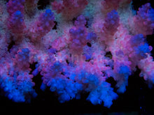 Load image into Gallery viewer, Super Spectrum Fiji Acropora