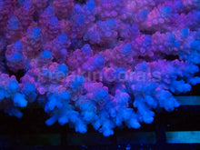 Carregar imagem no visualizador da galeria, Fiji Pink Hyacinthus Acropora
