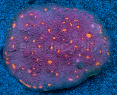 Sunburst Halo Chalice Coral