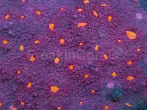 Sunburst Halo Chalice Coral