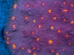 Sunburst Halo Chalice Coral