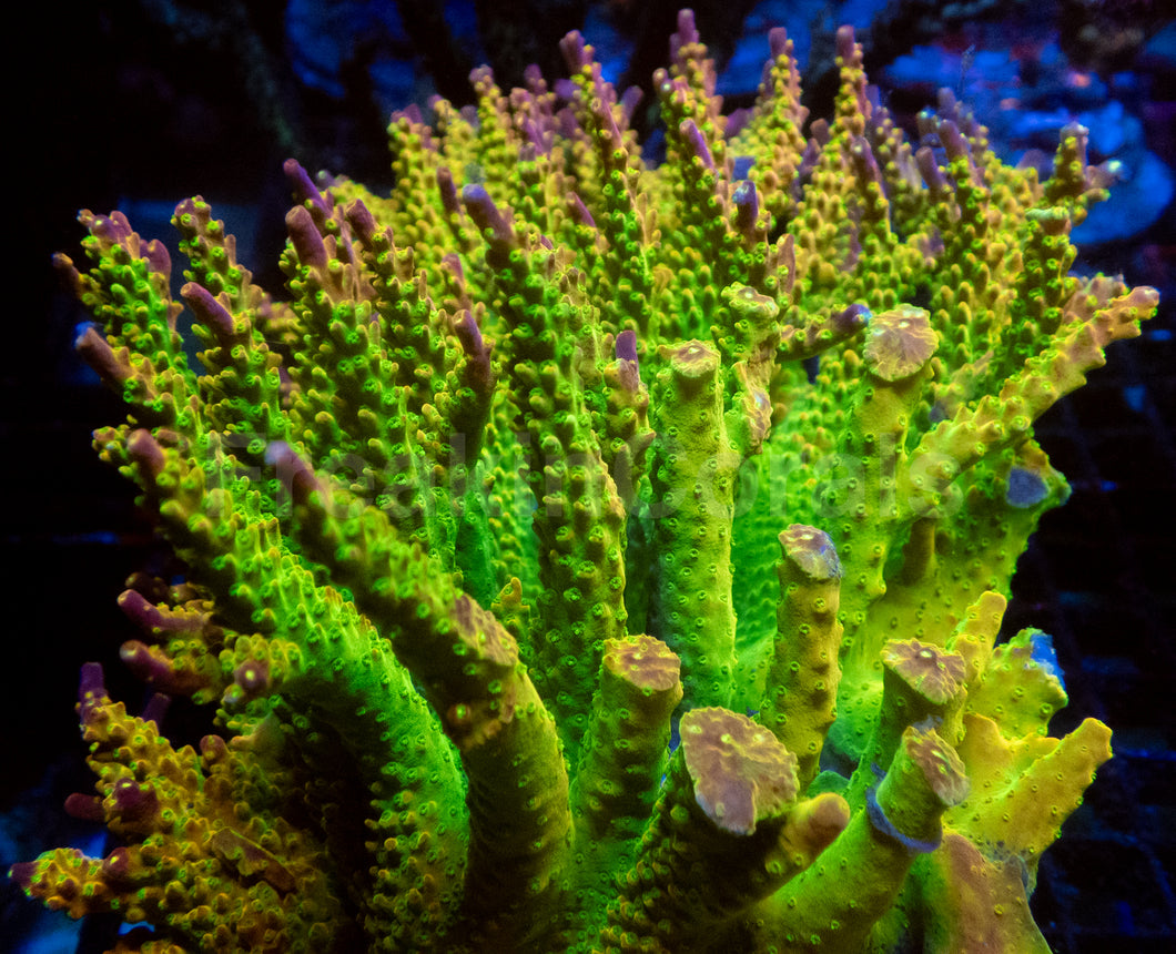 Joe’s Mango Acropora