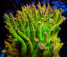 Load image into Gallery viewer, Joe’s Mango Acropora