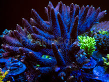 Carregar imagem no visualizador da galeria, FreakinCorals Pink Fusion Millepora