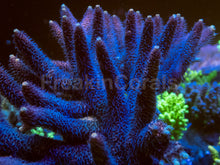 Carregar imagem no visualizador da galeria, FreakinCorals Pink Fusion Millepora