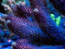 Carregar imagem no visualizador da galeria, FreakinCorals Pink Fusion Millepora