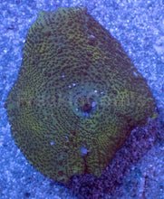 Load image into Gallery viewer, Caribbean Giant Green Neglecta Mushroom
