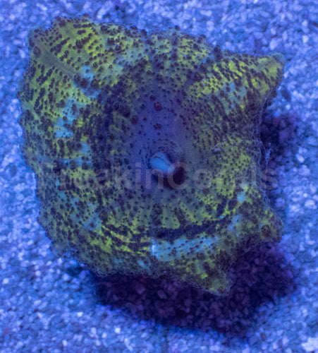 Caribbean Giant Green Neglecta Mushroom