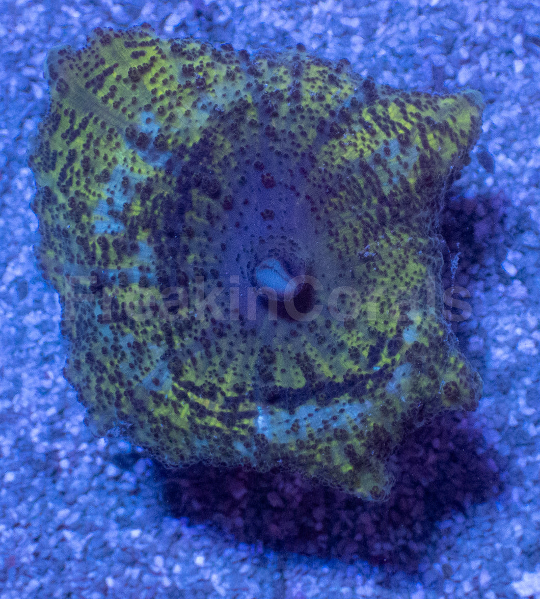 Caribbean Giant Green Neglecta Mushroom