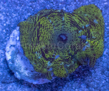 Load image into Gallery viewer, Caribbean Giant Green Neglecta Mushroom