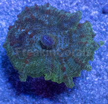 Load image into Gallery viewer, Caribbean Giant Green Neglecta Mushroom