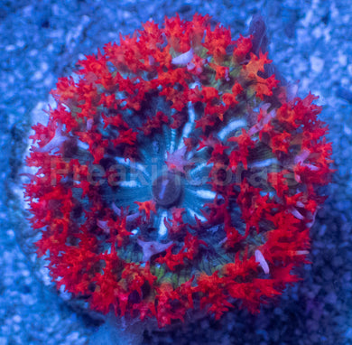 St. Thomas Super Red Rhodactis