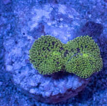 Load image into Gallery viewer, Ricordea Florida – Assorted Colour Collection - freakincorals.com