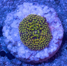 Load image into Gallery viewer, Ricordea Florida – Assorted Colour Collection - freakincorals.com