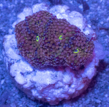 Load image into Gallery viewer, Ricordea Florida – Assorted Colour Collection - freakincorals.com