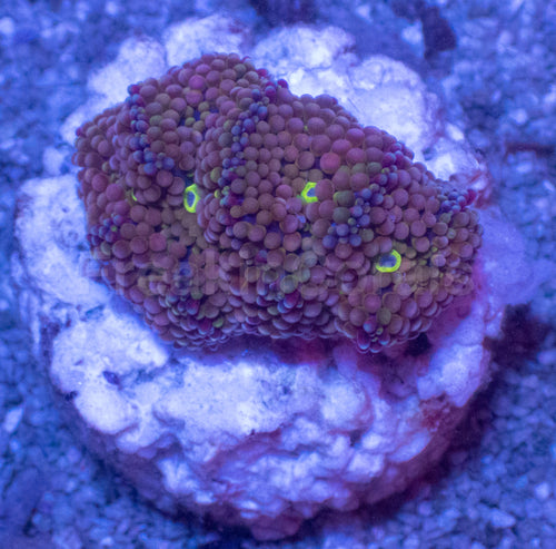 Ricordea Florida – Assorted Colour Collection