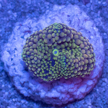 Load image into Gallery viewer, Ricordea Florida – Assorted Colour Collection - freakincorals.com