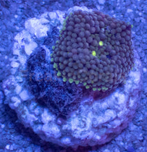 Load image into Gallery viewer, Ricordea Florida – Assorted Colour Collection - freakincorals.com