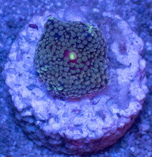 Load image into Gallery viewer, Ricordea Florida – Assorted Colour Collection - freakincorals.com