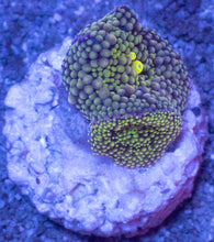 Load image into Gallery viewer, Ricordea Florida – Assorted Colour Collection - freakincorals.com