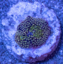Load image into Gallery viewer, Ricordea Florida – Assorted Colour Collection - freakincorals.com