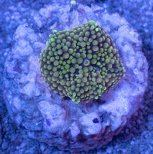 Load image into Gallery viewer, Ricordea Florida – Assorted Colour Collection - freakincorals.com