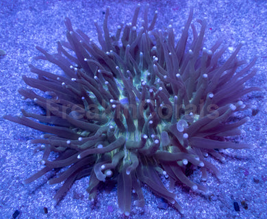 Emerald Tide Heliofungia – XL Colony
