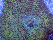 Load image into Gallery viewer, Caribbean Giant Green Neglecta Mushroom