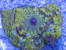 Load image into Gallery viewer, Caribbean Giant Green Neglecta Mushroom