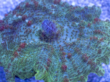 Load image into Gallery viewer, Caribbean Giant Green Neglecta Mushroom