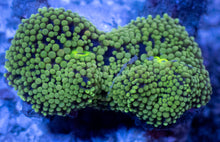Load image into Gallery viewer, Ricordea Florida – Assorted Colour Collection - freakincorals.com