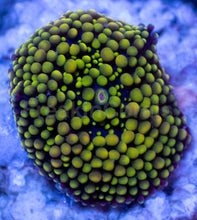 Load image into Gallery viewer, Ricordea Florida – Assorted Colour Collection - freakincorals.com
