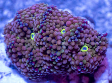 Load image into Gallery viewer, Ricordea Florida – Assorted Colour Collection - freakincorals.com