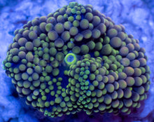 Load image into Gallery viewer, Ricordea Florida – Assorted Colour Collection - freakincorals.com
