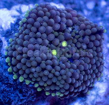 Load image into Gallery viewer, Ricordea Florida – Assorted Colour Collection - freakincorals.com