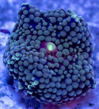 Load image into Gallery viewer, Ricordea Florida – Assorted Colour Collection - freakincorals.com