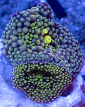 Load image into Gallery viewer, Ricordea Florida – Assorted Colour Collection - freakincorals.com