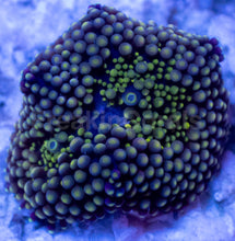 Load image into Gallery viewer, Ricordea Florida – Assorted Colour Collection - freakincorals.com