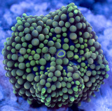 Load image into Gallery viewer, Ricordea Florida – Assorted Colour Collection - freakincorals.com