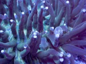 Emerald Tide Heliofungia – XL Colony