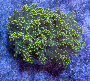 FK Yellow Tip Yaeyamaensis Euphyllia