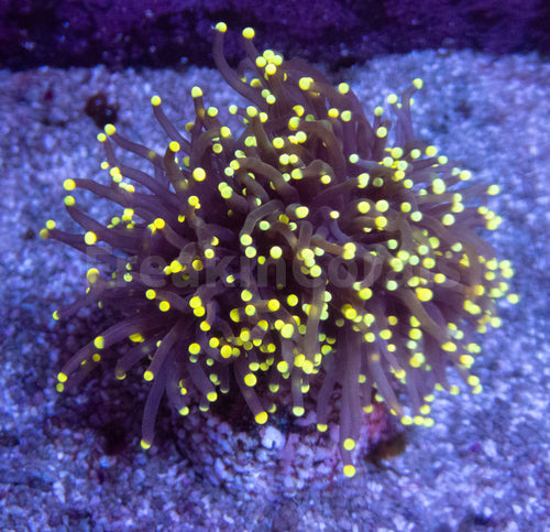 FK Gold Tip Honey Glabrescens Euphyllia (NEW COLOUR- 1 - 2 Heads)